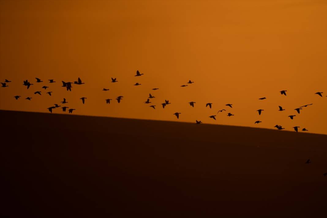 Konya’nın flamingo cenneti! 180 türe ev sahipliği yapıyor, görsel şölen sunuyor 9